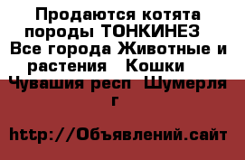Продаются котята породы ТОНКИНЕЗ - Все города Животные и растения » Кошки   . Чувашия респ.,Шумерля г.